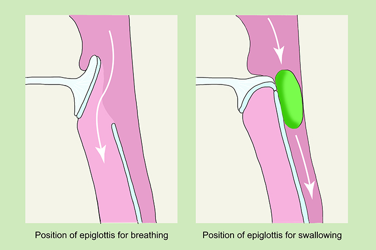 Diagram showing the position of the epiglottis open and closed